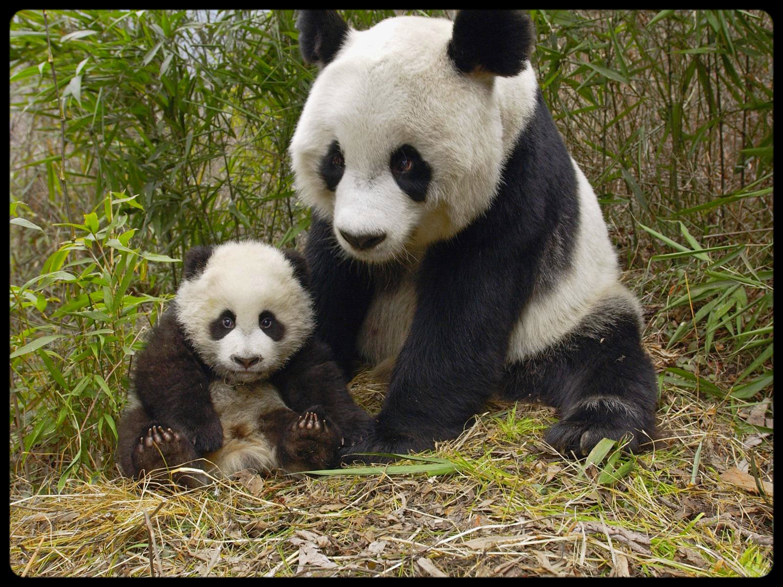 Le bebe panda
